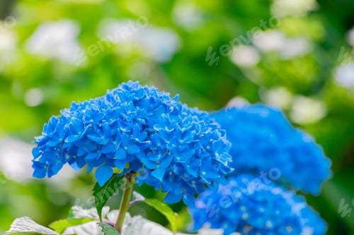 Preview: Hydrangea In Early Summer