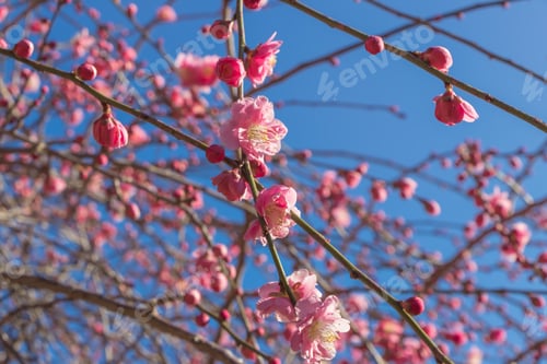 Vista previa: Beautiful Red Plum Of Atami Plum Garden