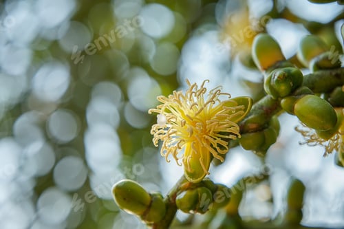 Preview: Close Up Of Foxtail Palm Flower. (Wodyetia Bifurcate A.K. Irvine).