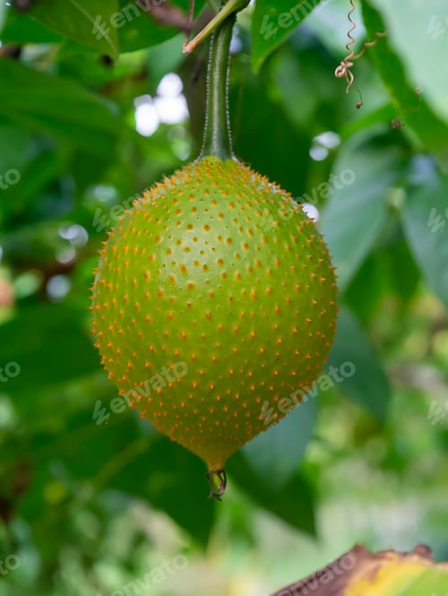 Preview: Gac Fruit With Blur Background (Baby Jackfruit, Cochinchin Gourd, Spiny Bitter Gourd, Sweet Gourd)