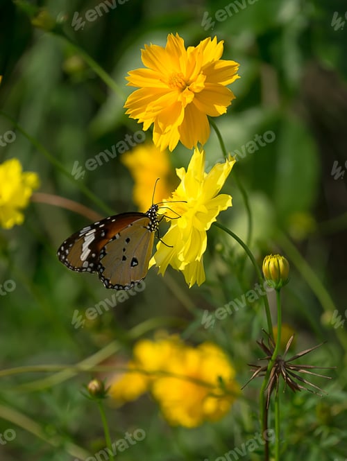 Preview: Yellow Cosmos Flower With Butterfly In The Green Dark Background.