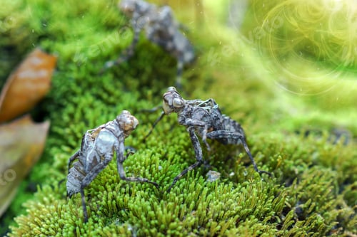 Preview: Dragonfly Molt On The Moss
