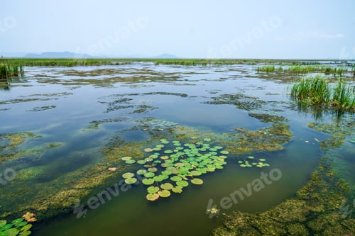 Preview: Water Plants In The Park.