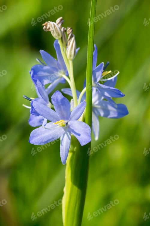 Preview: Light Purple Flowers Of Monochoria Elata Ridl.