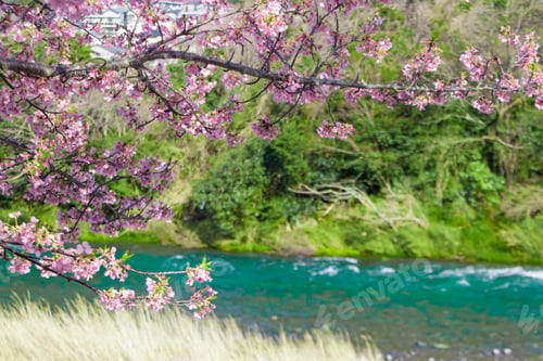 Preview: Beautiful Scenery With Kawazu Cherry Blossoms