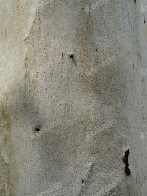Preview: Close Up Textured Of Eucalyptus Tree. (Eucalyptus Globulus Labill.)