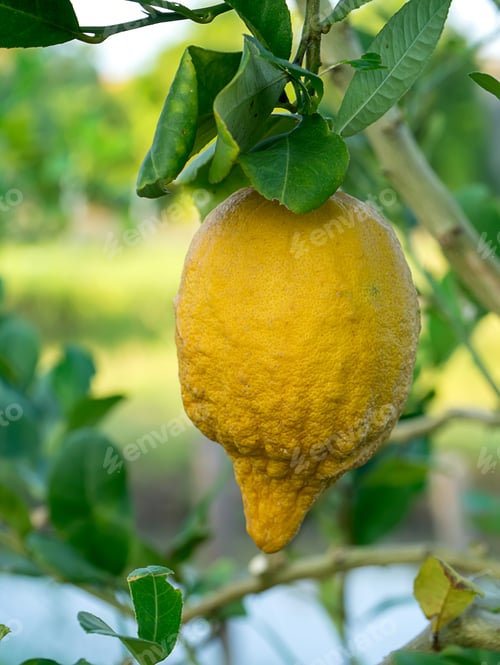 Preview: Close Up Of Lemon On Tree.