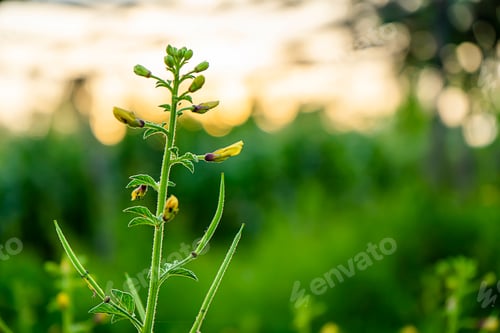 Preview: Yellow Asian Spider Flower. (Cleome Viscosa Plant)