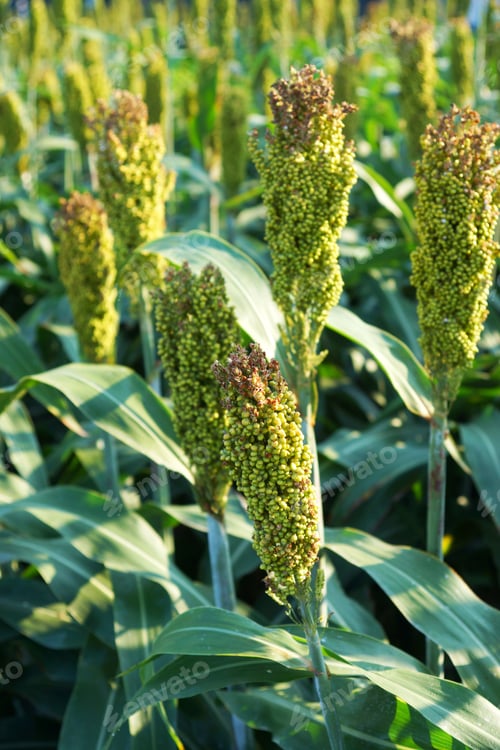 Preview: Sorghum Or Millet Field