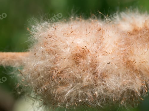 Preview: Typha Angustifolia Seeds On Tree.
