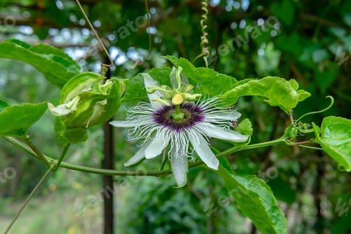 Preview: Close Up Of Passionfruit Flower (Passiflora Edulis)