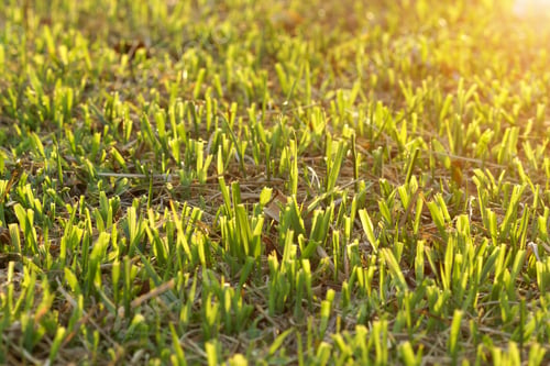 Preview: Close Up Of Cut The Grass On The Football Field.