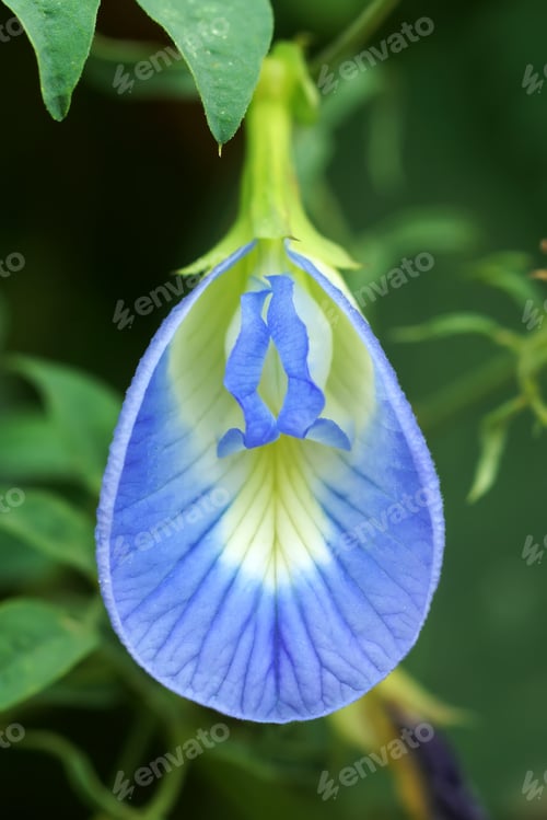 Preview: Purple Flowers Of Butterfly Pea. (Clitoria Ternatea)