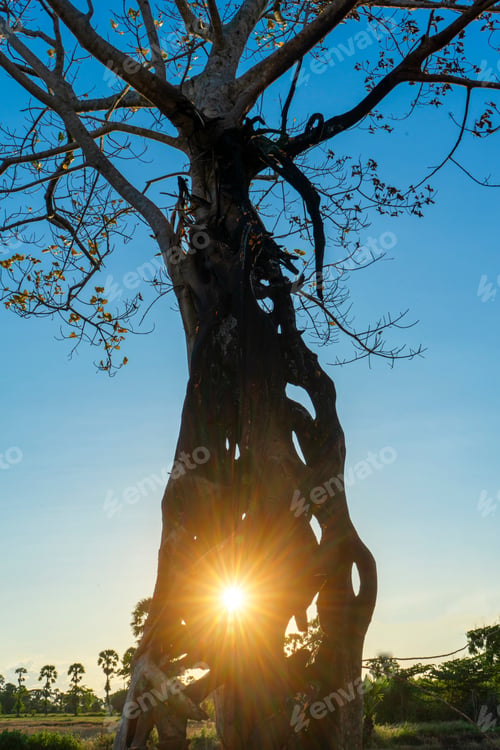 Preview: Silhouette Dead Tree With Blue Sky Background And Sun Flare.
