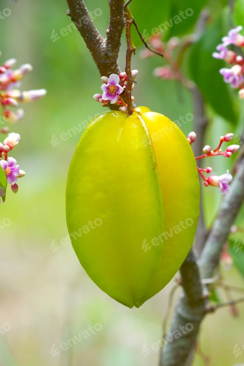 Preview: Raw Star Apple Fruit On Tree.