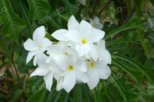 Preview: Branch Of Tropical White Flowers Frangipani (Plumeria) On Dark Green Leaves Background
