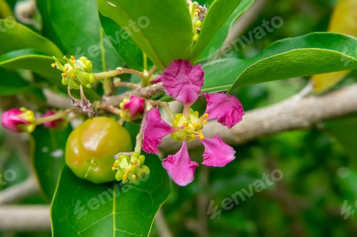 Preview: Close Up Barbados Or Acerola Cherry Flower On Tree. (Malpighia Glabra)