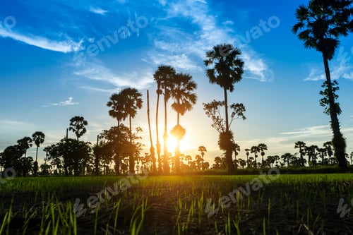Preview: Sunset Sky With Rice Field And Silhouette Sugar Palm Tree.