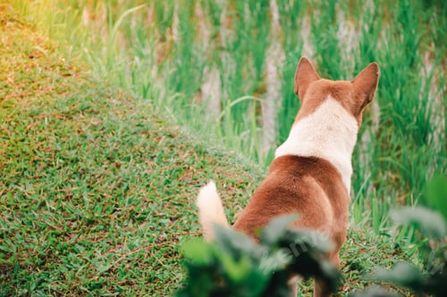 Preview: Rare View Image Of Little Brown Thais Mixed Breed Dog Staring On Something In Rice Field.The Simple