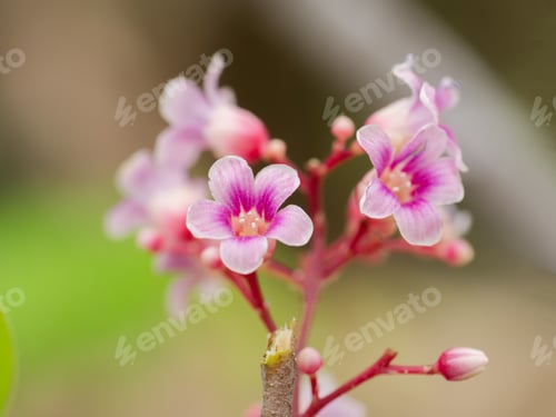 Preview: Star Fruit Flower With Green Background.