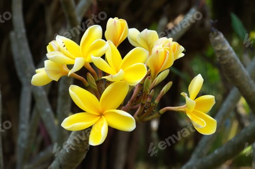 Preview: Frangipani Flower In The Morning.