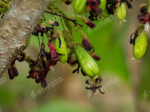 Preview: Close Up Of Bilimbi Flower On Tree. (Averrhoa Bilimbi Plant)