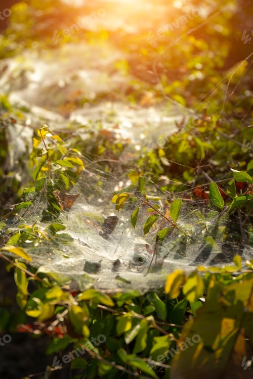Preview: Macro Spider Web On Leaves With Sunlight.