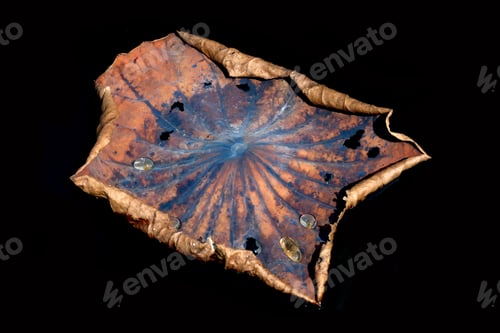 Preview: Old Lotus Leaves