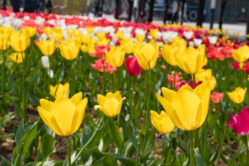 Preview: Colorful Tulips Blooming In Tokyo