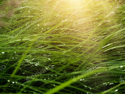 Preview: Out Of Focus Image, Blur And Soft The Grass With Water Drop And Sunlight After Rain Fall.
