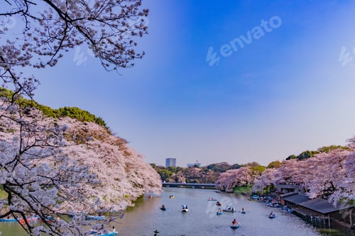 Preview: Cherry Blossoms At Tokyo Chidorigafuchi