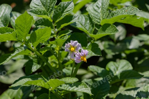 Preview: Potato Field In Early Summer