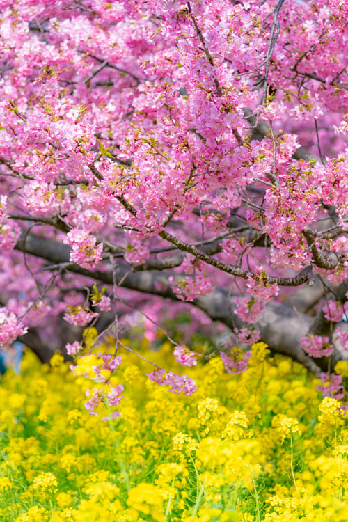 Preview: Beautiful Pink Kawazu Cherry Blossoms