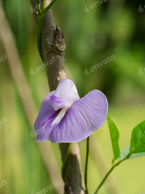 Preview: Close Up Of Violet Flower. (Centrosema Pubescens)