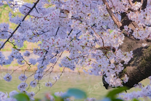 Preview: Cherry Blossoms At Tokyo Chidorigafuchi