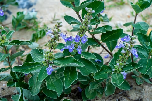 Preview: Close Up Of Vitex Trifolia Plant On The Beach.