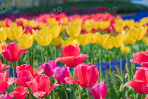 Preview: Colorful Tulips Blooming In Tokyo