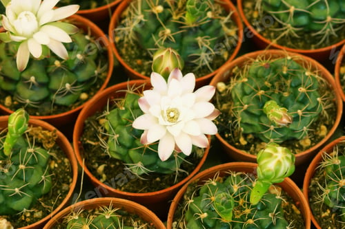Preview: Cactus Flower Plant.