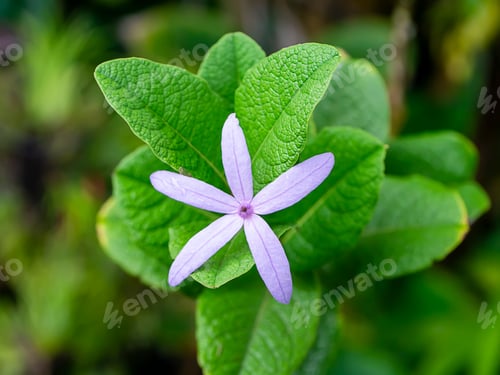 Preview: Close Up Of Purple Wreath €“ Sandpaper Vine Flower With Leaves. (Petrea Volubilis)