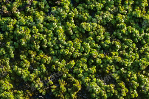 Preview: Close Up Of Water Lettuec In The Dark Light. (Salvinia Cucullata Roxb)