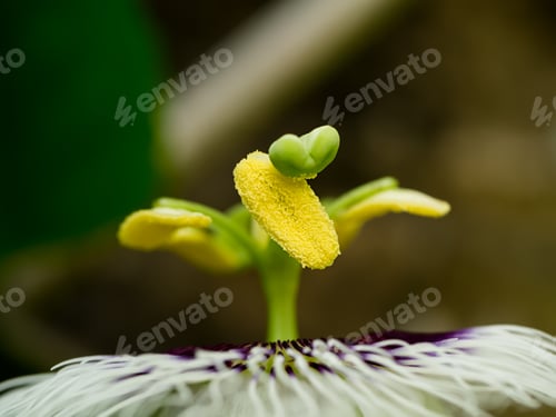 Preview: Close Up Of The Passion Fruit Flower. (Passiflora Edulis Sims)
