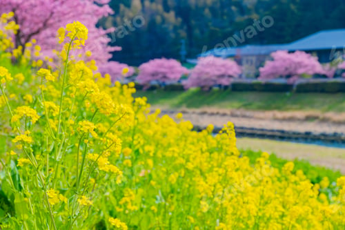 Preview: Kawazu Sakura In Minamiizu-Cho, Kamo-Gun, Shizuoka Prefecture
