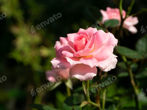 Preview: Close Up Small Pink Rose Flower On Blur Background.