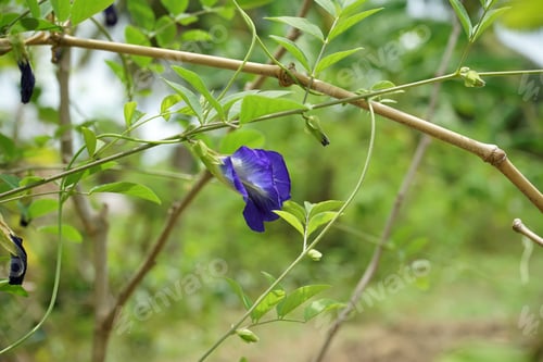 Preview: Blue Pea Flower Or Butterfly Pea Flower (Clitoria Ternatea) With Leaves On Ivy.