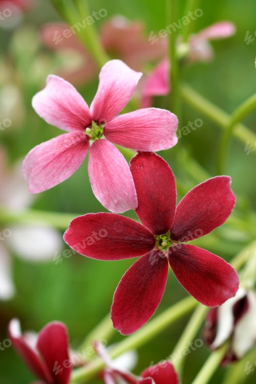 Preview: Rangoon Creeper Flower In Garden.