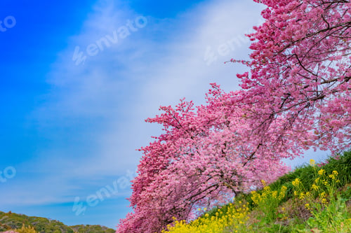 Preview: Kawazu Cherry Blossoms In Minamiizu-Cho, Kamo-Gun, Shizuoka Prefecture