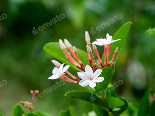 Preview: Close Up Of Carunda, Christ'S Thorn (Carissa Carandas) Flower.