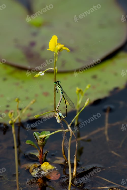Preview: Golden Bladderwort Flower (Utricularia Aurea Plant) With Dragonflies Are Breeding.