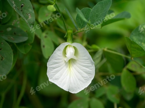 Preview: White Pea Flower Or Butterfly Pea Flower (Clitoria Ternatea) With Leaves.