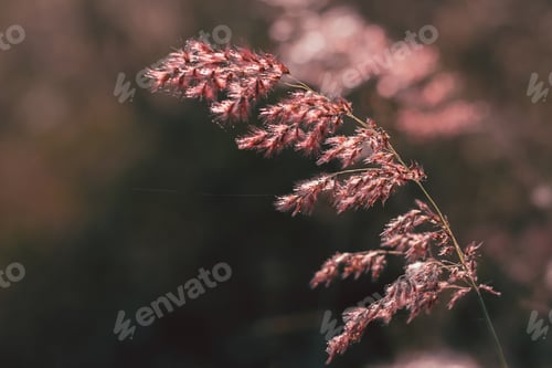 Preview: Beautiful Pink Grass Flower In The Field With Sunset, Nature Soft Light Blur Filter And Vintage